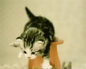 美国短毛猫美短标准银虎斑加白起司猫宠物猫