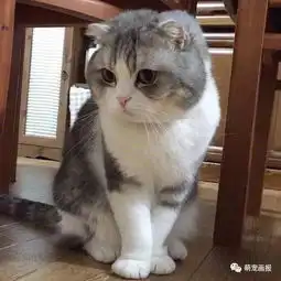 这只名叫aichi的猫,真是卖得了一手好萌
