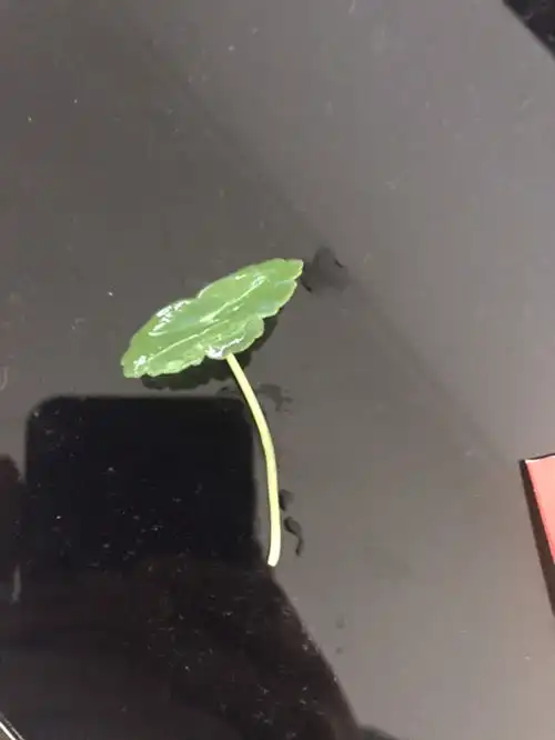铜钱草没有根,只有茎叶能生长吗