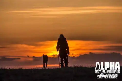 阿尔法狼伴归途狼和少年的归家之旅,充满诗意的唯美和温情