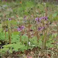 微信头像植物小清新带字微信头像图片大全