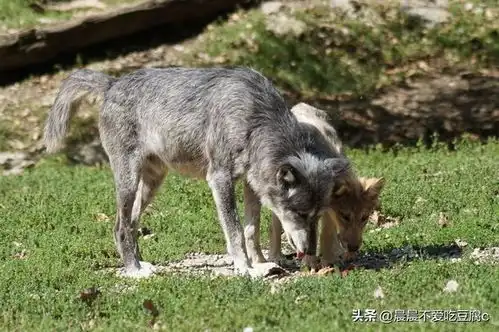 狼为何吃人长白山老猎人说因为狼不把人当做人,遇到狼如何自救