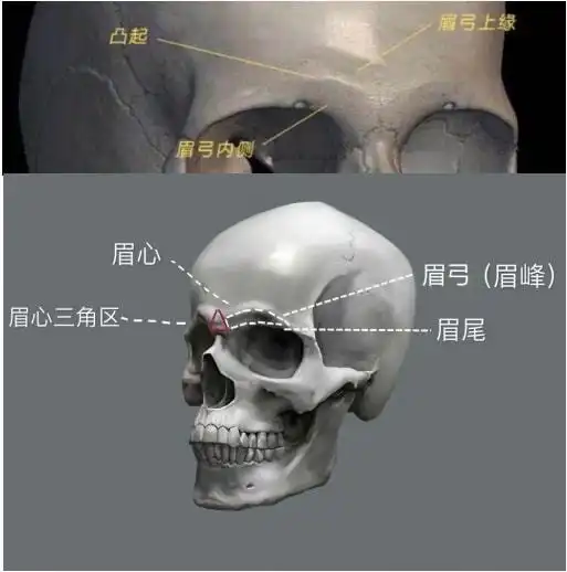 眉弓指的是哪里有什么作用你有吗