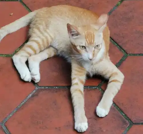 谁才是中华田园猫中的大哥不是狸花猫,而是罕见的中华雀猫