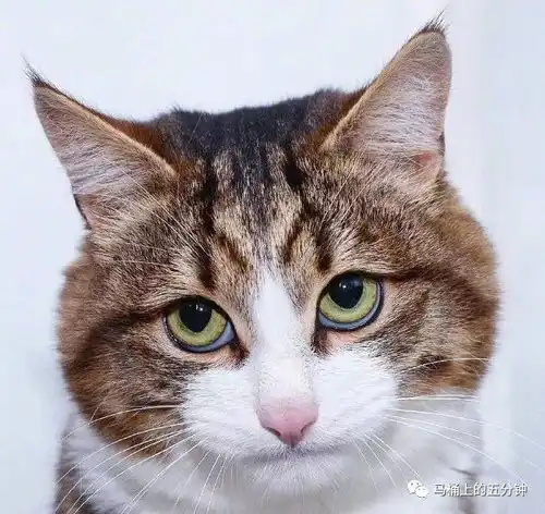 哈哈哈这猫表情也太丰富了吧