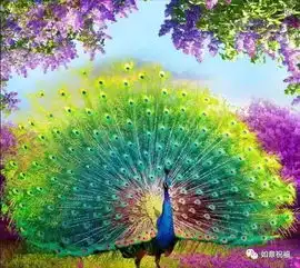 孔雀开屏行大运,送你新年好福气