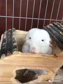 迟来的秀恩爱超高颜值龙猫情侣
