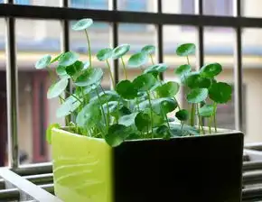 铜钱草长不好换个方法养,新叶窜不停,一年长10盆