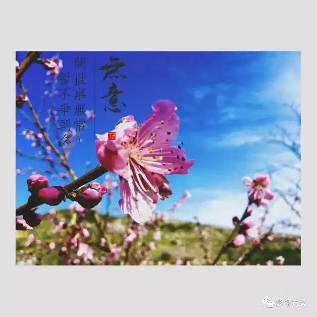 辰溪最诗情画意桃花就在你的眼皮底下,再不去要等一年