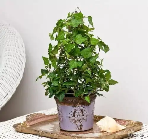 常青藤养成室内吊盆植物怎样才能避免黄叶