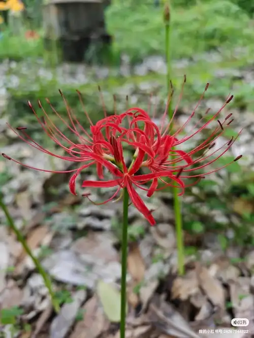 红色的彼岸花又叫曼珠沙华,别称红花石蒜,6汶川植物园创始人来自小红书网页版摄影彼岸花