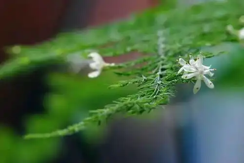 书房中最文质的七种绿植