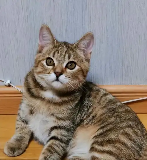 猫咪智商排行榜最聪明3种猫和最愚蠢3种猫,你养了吗