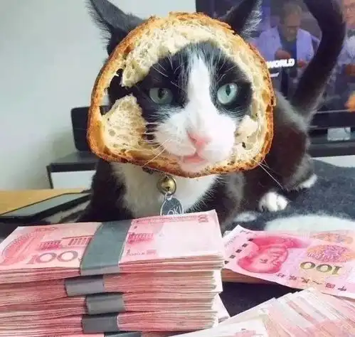听说转走这个只猫,十一月要啥有啥