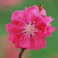 春暖花开