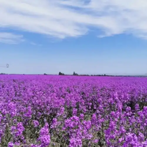 早春已至,繁花盛开芳蕾花海惊艳绽放,平阴玫瑰
