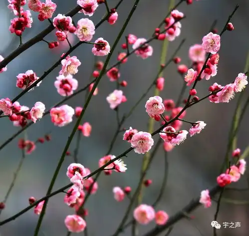 桃花怀想刘丽平季平