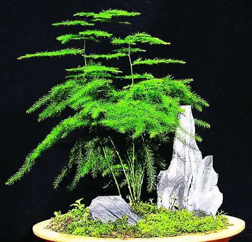 给文竹吃点臭东西,花开成满天星,一茬一茬不间断