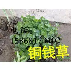 花样年华水生植物公司铜钱草花叶水菖蒲铜钱草