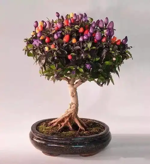 盆景盆景盆景盆景盆景盆景盆景盆景盆景