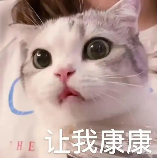猫少了这双电眼,你还会继续爱我吗