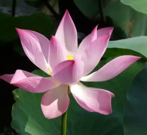 6月上旬,红娘牵线,红鸾星动,怦然心动,觅得真爱,成功脱单天秤爱情水瓶相爱网易订阅