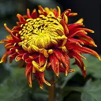 清净高洁空间唯美菊花qq头像花的图片大全