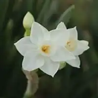 微信头像水仙花微信头像图片大全