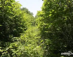 当年爆红的小清新铁路如今被杂草灌木淹埋
