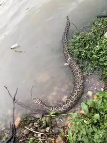吓上杭汀江河水西渡大桥下发现一大家伙