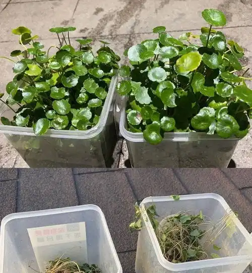 让铜钱草长得快,3件事做起来,一个月长爆盆,叶子大又美绿油油