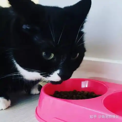 猫最喜欢的八件事看看有没有你同意的