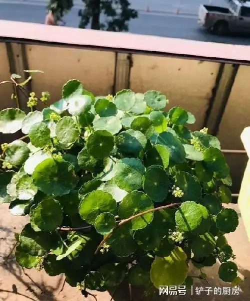 河塘泥养铜钱草,放进几条鱼,天然生态环境,老婆夸我太有才了