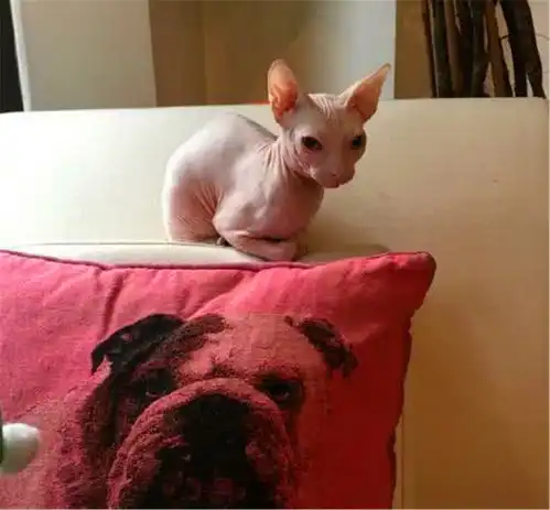霍思燕我养无毛猫,朱茵我养藏獒,李冰冰你们都没我厉害