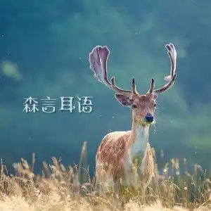 森言耳语