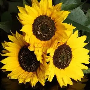 太阳斑向日葵