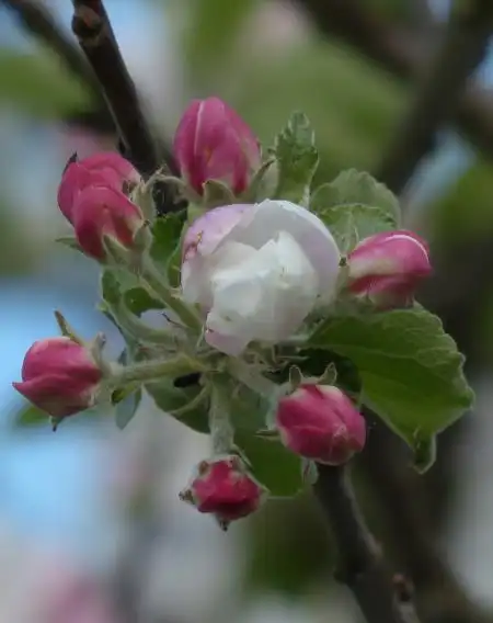 下个月,桃花大势盛开,4生肖遇见对的人,擦出爱情火花