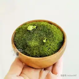 养一盆青苔,禅意清远