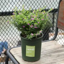 蚊子特怕的植物盆栽,可以随便浇水,不仅驱蚊还能赏花