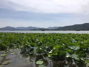 枫叶林子作品西湖印象