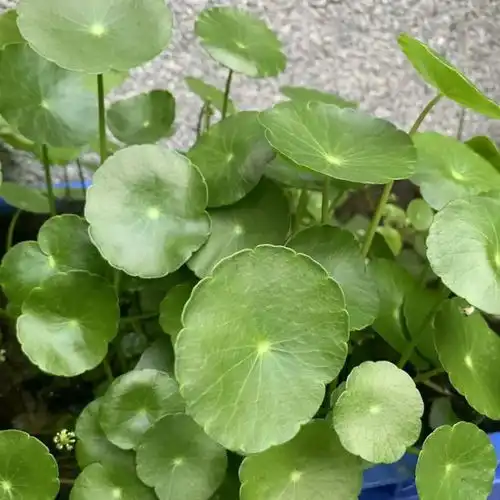 雨过天晴,铜钱草长疯了,暴雨加高温,花盆都长不开了绿植雨水脸盆网易订阅