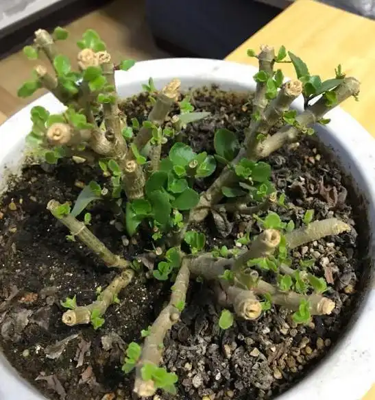 两月前一意孤行对长寿花下很手剪了,两月后看到嫩芽,微微笑了