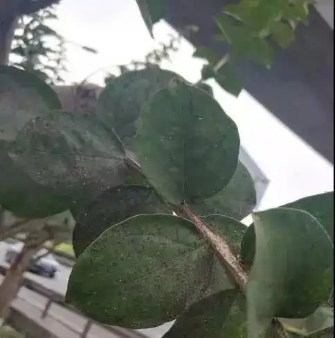 要想植物安然度夏,病虫害高发季就要小心了