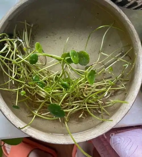 夏季养铜钱草,2个方面不能少,一直茂盛绿油油,叶子比巴掌还大
