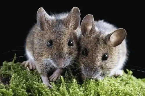 肺鼠疫可以治愈吗