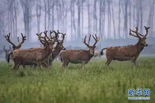 先锋图片