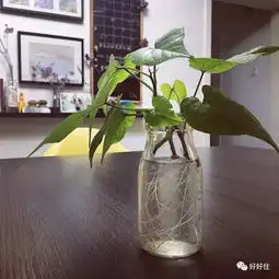 不用泥土,他在家竟然也能种菜做农民