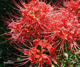 此花名曰