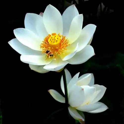 未来七个月财运悄然进入家门,运气大火大旺,富贵又吉祥的生肖
