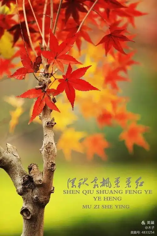 深秋霜枫叶叶红